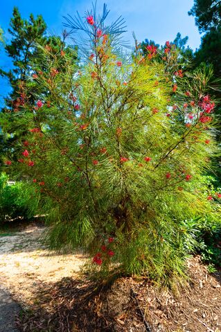 Johnson's grevillea at our campsite Les Jardins de La Pascalinette