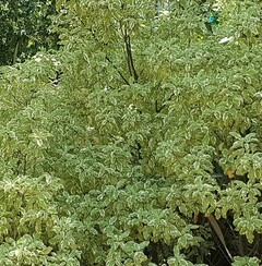 Variegated pittosporum