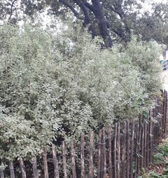 Variegated pittosporum