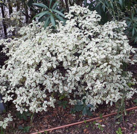 Variegated Pittosporum is part of our campsite's exceptional vegetation!