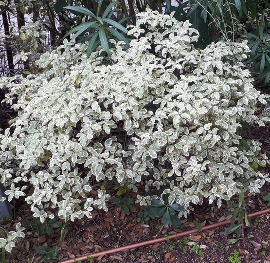 Variegated pittosporum