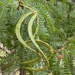 Acacia Karroo