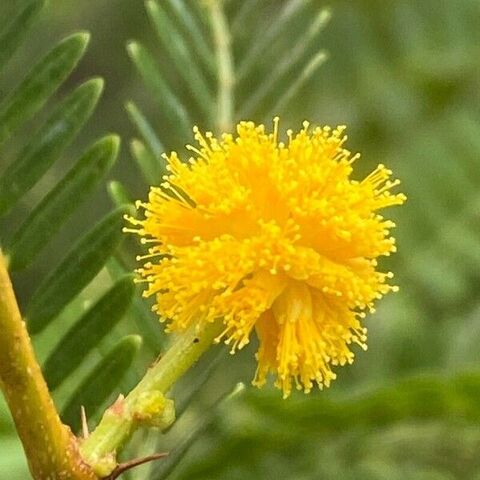 Watch our for the sharp thorns of the Acacia Karroo !