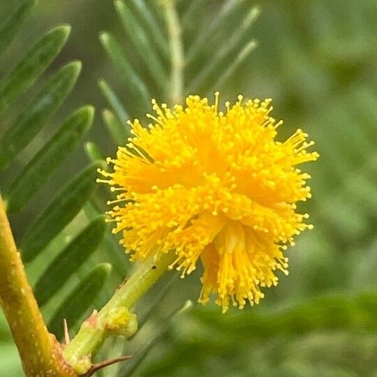 Acacia Karroo