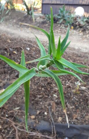 Climbing Aloe at the campsite