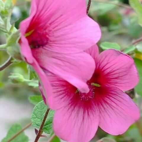 Anisodontea capensis at your favourite seaside campsite in the Var area!