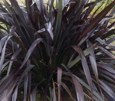 New Zealand Flax 'Black Adder' at our campsite Les Jardins de La Pascalinette ®