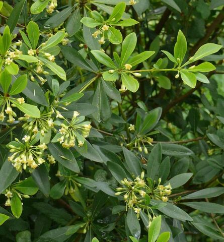 Chinese Pittosporum, a melliferous plant growing at our four-star campsite Les Jardins de La Pascalinette ® in the Var area