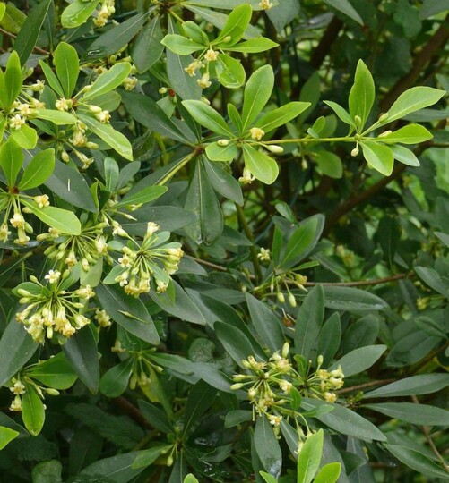 Chinese Pittosporum