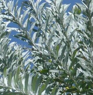 We love the blueish foliage of the Acacia Covenyi!
