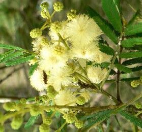 A giant mimosa variety: the Acacia Parramattensis!