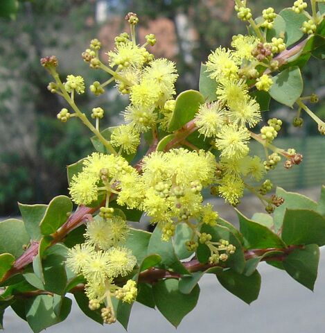 Ovens wattle, with its unique, triangular leaves.