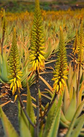 Hardy Aloe at the campsite