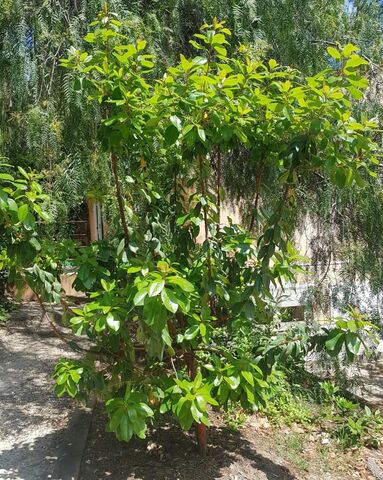 The Greek Strawberry Tree at our campsite