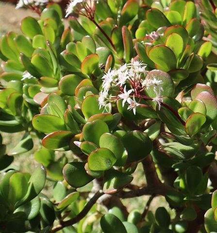 Jade Tree at the campsite