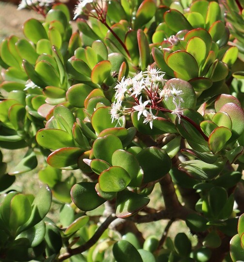 Jade Plant