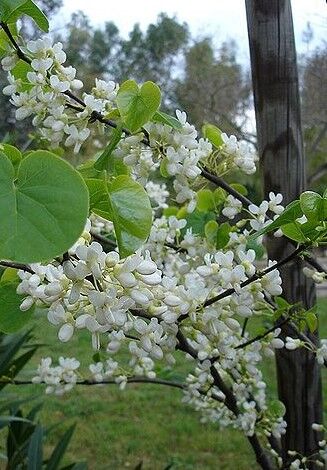 Judas Tree Alba at the campsite