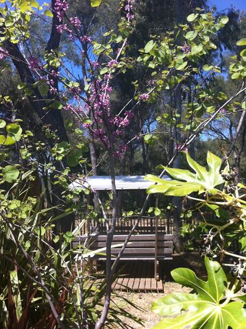 Judas Tree at the campsite
