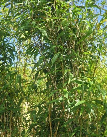 Arrow Bamboo