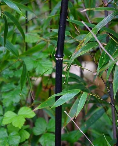 Black Bamboo at the campsite