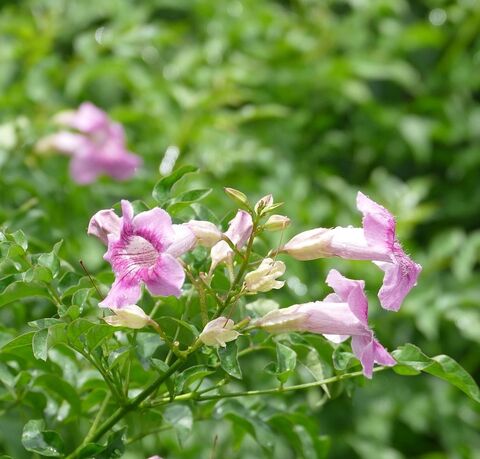 Pink Trumpet Vine at the campsite