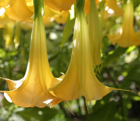 Brugmansia aurea or Angel's Trumpet