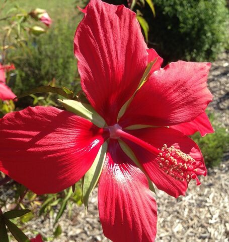 Hibiscus Coccineus: a star in the campsite's gardens!