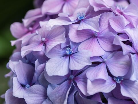 The Hydrangea is a never-ending source of charm and wonder