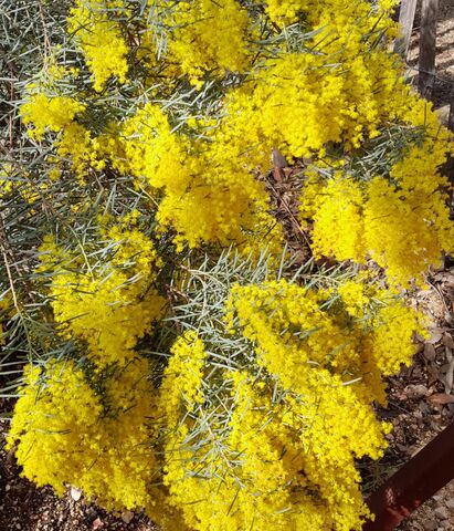Acacia Boormanii at our campsite