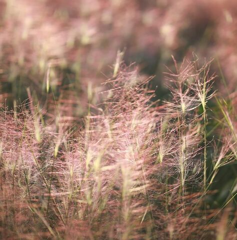 The Muhlenbergia capillaris: original aesthetics and timeless grace