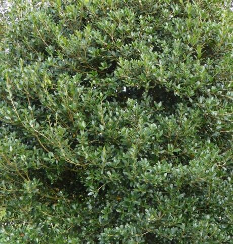 Osmanthus heterophyllus has dense and prickly foliage similar to that of holly