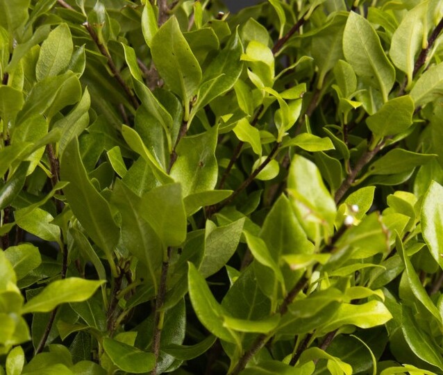 Pittosporum tenuifolium