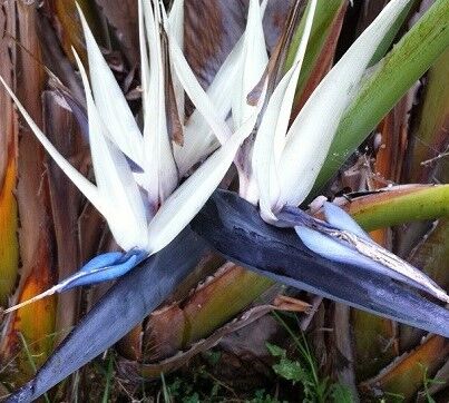 Can you tell the difference between the Strelitzia nicolai and Strelitzia augusta (Alba)?