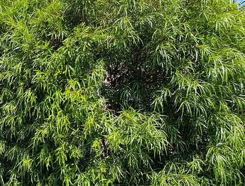 We love the welcome shade of the African Sumac at our four-star campsite Les Jardins de La Pascalinette ® in the Var area