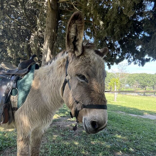 Our family campsite invites guests to enjoy a fun, free activity with donkeys for children 