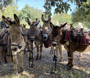 donkeys