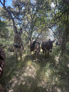 donkeys under trees