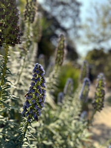 Camping Les Jardins de la Pascalinette ®
