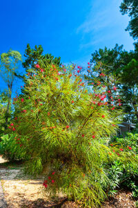 Camping Les Jardins de la Pascalinette ®