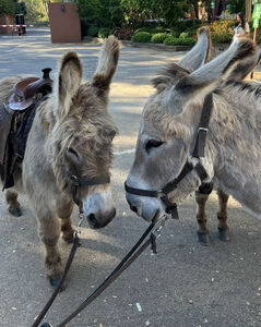 Portrait of two grey donkeys