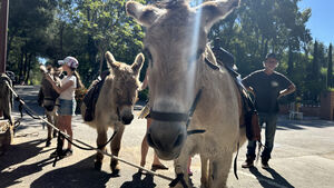 Donkeys roaming the campsite