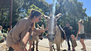 Woman stroking a donkey's cheek