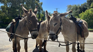 Donkeys with closed eyes