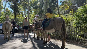 Children riding donkeys