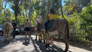 Children riding on donkeys