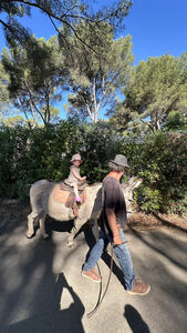 Young child on a donkey's back