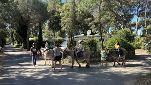 Donkeys roaming the campsite