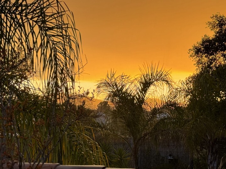 Queen Palms
