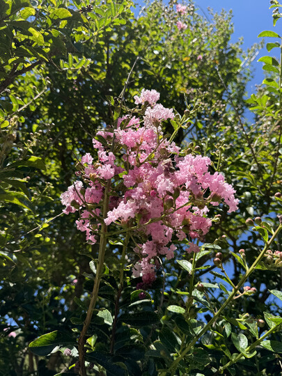 Lilac of the South or Crape Myrtle