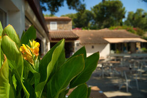 A green and flowery campsite on the French Riviera